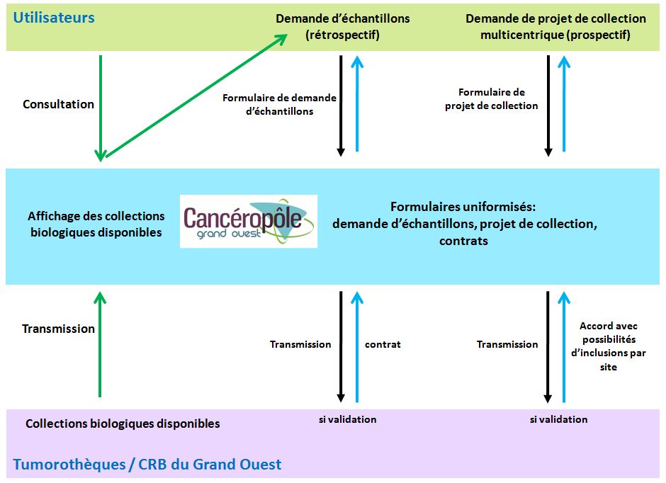 tumorotheques-schema-organisationnel
